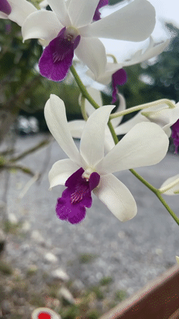Morning nature documentation captures blooming flowers and bees in Thailand