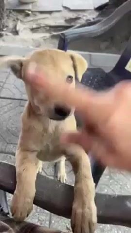 The video shows a light brown puppy standing on a dark-colored chair. It has its front paws resting on the chair's backrest. A hand reaches out and touches the puppy's face, specifically its nose. The puppy looks directly at the camera. The background shows a paved area with additional chairs and some miscellaneous items.