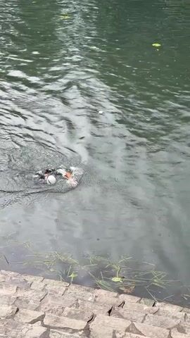 The video shows a gray-green body of water next to a stone ledge. In the water, a group of ducks or other water fowl are actively splashing, creating ripples. They appear to be feeding or interacting with something beneath the surface. The sky is overcast, as reflected in the water, and some plant life is visible along the edge of the stone ledge.