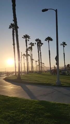 The video shows a sunny beach path lined with tall palm trees. The sun is setting, casting a warm glow and long shadows. People are walking and riding scooters along the path, and some are relaxing on the grass. In the background, a Ferris wheel is visible, suggesting a nearby amusement park or pier. The overall atmosphere is relaxed and peaceful.
