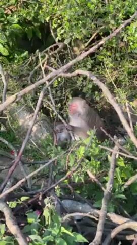 A monkey sits in a thicket of branches and green foliage. It is a medium-sized monkey, with a light gray body and a reddish-pink face. The monkey is holding a small branch in its left hand and bringing it to its mouth, as if eating something off of it. It also looks up and around its surroundings. The thicket is dense, with many intertwined branches and leaves, providing a secluded spot for the monkey. Sunlight filters through the foliage, creating patches of light and shadow.