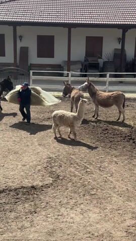 A man in a blue jacket and cap walks across a dirt yard, carrying a large load of hay. He walks past four donkeys and a white alpaca. The animals stand in a fenced-in area in front of a white building with a red tiled roof. The man approaches a feeding trough and tosses the hay into it. The donkeys move towards the trough while the alpaca remains standing in place.