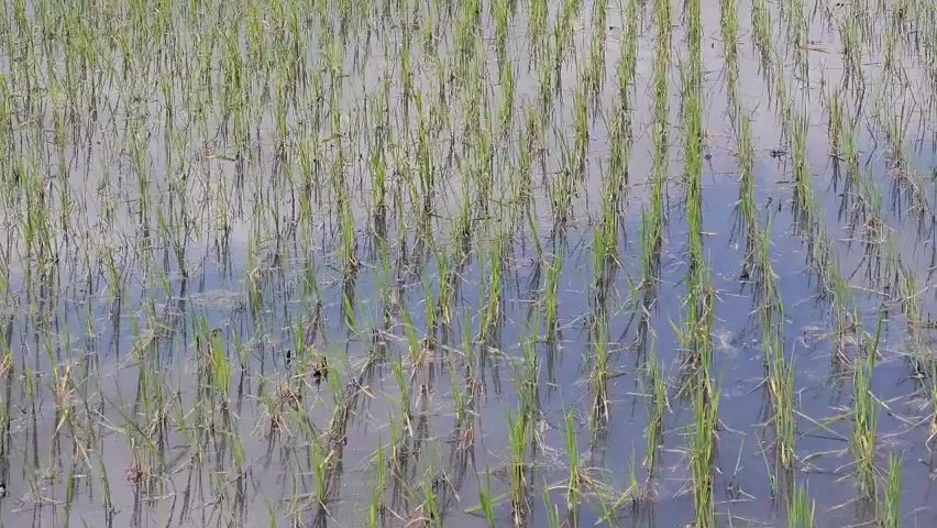 The video shows a rice paddy field filled with water, where newly planted rice seedlings are visible. The seedlings are planted in rows, and their reflections are visible in the water. In the background, there are sections of land with some grass, and beyond that, some buildings are visible in the distance. The sky is reflected in the water. The camera pans slowly, showing more of the field and the surrounding area.