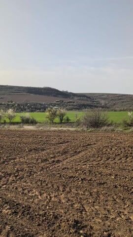 The video displays a rural scene with a field of tilled soil in the foreground and rolling hills in the background. The soil is dark brown, showing signs of recent plowing.  Beyond the tilled field is a strip of green, possibly a road or pathway lined with blooming trees, their white blossoms adding a delicate touch to the landscape. The hills in the background are a mix of green and brown, suggesting a variety of vegetation. The sky above is pale blue with a hint of cloud cover, and the sun is faintly visible, casting a soft light over the scene.