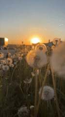 Sunset illuminates dandelion field in rural Russia