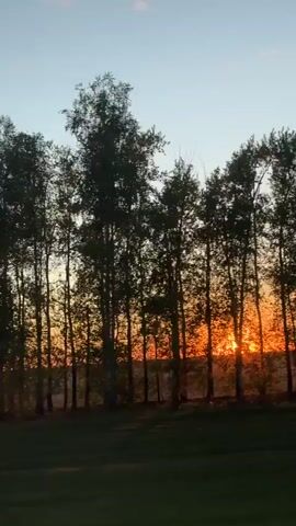 The video shows a sunset viewed through a line of trees. The sky is a mix of blue and orange hues, with the sun appearing as a bright orange orb near the horizon. The trees are silhouetted against the colorful sky. The camera appears to be in motion, possibly from a moving vehicle. The foreground consists of green grass.
