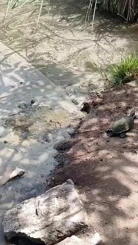 A turtle is seen on the muddy bank of a body of water. The turtle is dark green and appears to be walking towards the water. The water is murky and appears to have a lot of debris in it. There are reeds growing along the edge of the water. The ground is made of dirt and rocks.