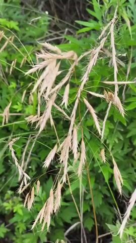 The video shows a close-up, still shot of dry grass seed heads against a blurry green background of foliage. The grass is tan and feathery, with individual seeds clustered together on thin stems. The background is a soft green, suggesting an outdoor, natural setting. There are no people or animals visible, and no actions are occurring. The lighting is soft and diffused.