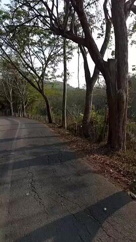 The video shows a road with trees and vegetation on the side. The road appears to be asphalt and is curving to the left. There are several trees of varying sizes, some with bare branches and others with leaves. There are also some concrete posts lining the side of the road. In the background, there are hills covered with trees and vegetation. The sky is visible and appears to be bright, suggesting daytime. The video is shaky, indicating it was likely recorded while moving, possibly from a vehicle or by someone walking. The overall environment appears to be natural and rural.