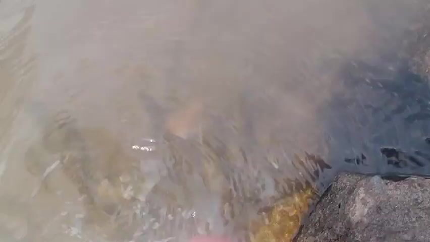 A close-up, overhead shot of murky water with some rocks along the right edge. There are hints of orange shapes beneath the surface, suggesting the presence of fish. The water is rippling slightly.