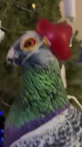 A close-up shot shows a pigeon Christmas ornament hanging on a Christmas tree. The ornament is painted with realistic colors, including green on its neck, purple around the chest, and white and gray on the body. A small red hat is perched on its head, and a thin white string is wrapped around its neck. The Christmas tree is decorated with colorful lights. The camera slightly shakes.