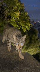 Tabby cat walks ledge toward water cup in Barcelona