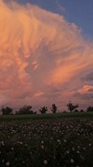 Pink rose fields bloom under dramatic skies in Bulgaria