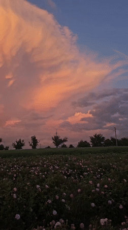 Pink rose fields bloom under dramatic skies in Bulgaria