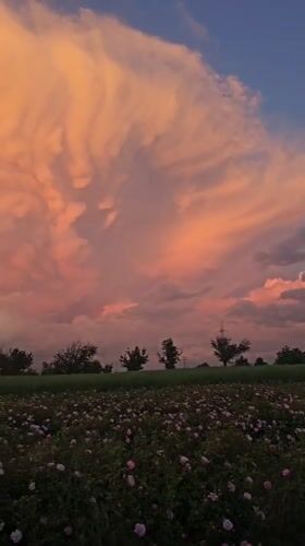 Pink rose fields bloom under dramatic skies in Bulgaria
