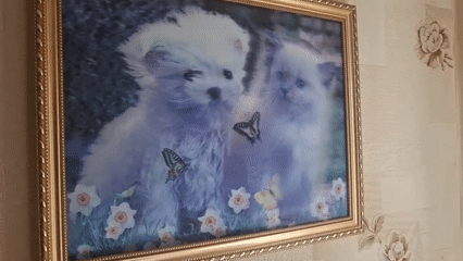 Framed puppy-kitten photo observed on floral wallpaper