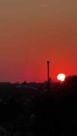 A vertical video shows a sunset with a vibrant red sky. The sun, a bright orb, is partially obscured by silhouetted trees on the right side of the frame. In the foreground, silhouetted against the sky, are dark trees and foliage. To the left, a street light pole with two birds perched on it is visible. A faint white contrail from an airplane stretches across the upper portion of the sky. The overall scene depicts a serene twilight.