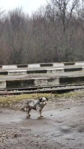 A small, scruffy dog with white, gray, and black fur stands on a muddy ground near railway tracks. Behind it are rows of concrete platforms with black and white edges. The dog then briefly walks away, circles back, and resumes its original position. The background features bare trees and a gray overcast sky. A black car is parked to the right of the dog.