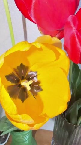 The camera rises to reveal two vases containing bright, colorful tulips. One vase, green and ridged, holds a large, open yellow tulip with a prominent black center. A taller glass vase beside it holds several red tulips, also open, displaying their dark centers. The backdrop is a simple, neutral-toned wall. The lighting suggests an indoor setting, highlighting the vibrant colors of the flowers.