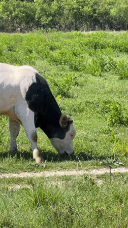 Young calf grazes in pastoral scene in Sutorina, Montenegro