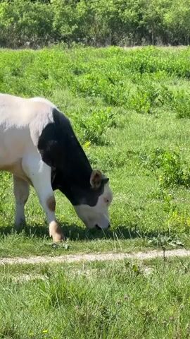 In a daytime outdoor shot, a young black and white calf with small horns grazes on lush green grass next to a dirt path. The calf is predominantly white with a large black patch covering its neck and shoulder area. Distant green trees line the horizon under a bright sky. The calf initially feeds, then looks up towards the camera, emitting a distinct animal sound, before resuming its grazing. The scene takes place in a sunny field in Sutorina, Montenegro.