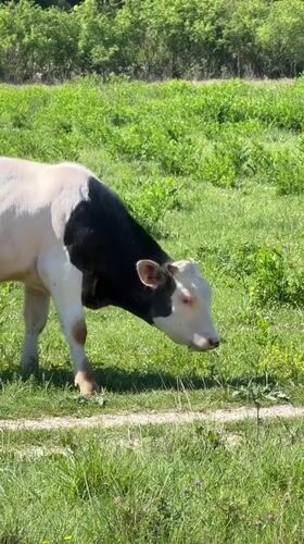 Young calf grazes in pastoral scene in Sutorina, Montenegro