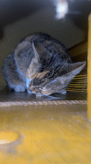 Cats and dog observed in quiet domestic setting, Tomilino