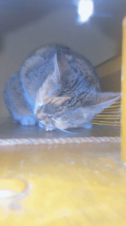 Cats and dog observed in quiet domestic setting, Tomilino