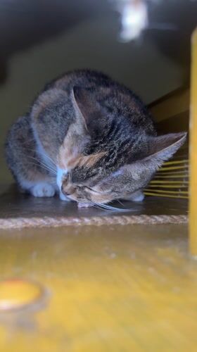 Cats and dog observed in quiet domestic setting, Tomilino