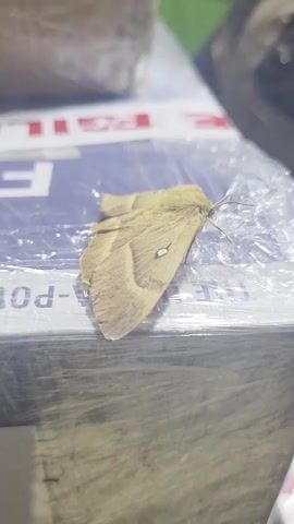 The video shows a close-up of a light brown moth resting on a surface covered in clear plastic wrap. The moth has visible wings with darker brown markings and a small, light-colored spot on one of its wings. The background is slightly blurred, but appears to show parts of boxes with blue and white labels, some with red lettering. The lighting suggests an indoor environment. The moth remains stationary throughout the brief clip.