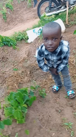 Farm morning in Baltap, Nigeria — crops, fieldwork, and smiles