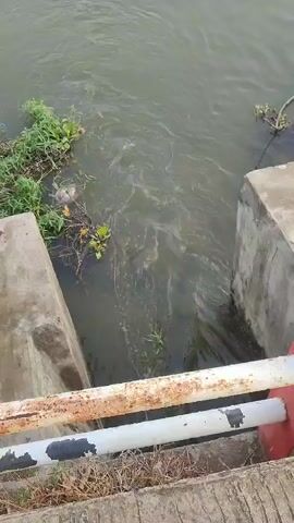 The video shows a view from a bridge overlooking a narrow river or canal. The water is murky green and appears to be flowing. Debris, including plastic waste and aquatic plants, is visible along the banks and floating in the water. The banks are lined with dry grass and some scattered vegetation. In the background, there are small structures, possibly sheds or small buildings, and fields that resemble rice paddies or aquaculture ponds. The sky is clear and bright, indicating daylight. The camera is looking down at the water and then pans slightly to reveal more of the surrounding landscape.