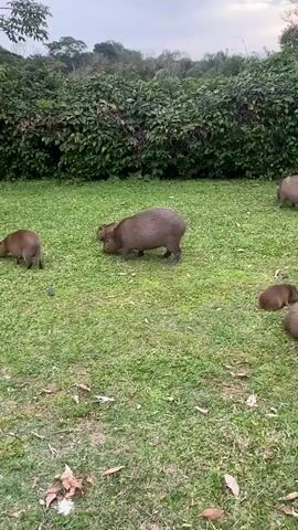 Two capybaras are standing next to each other in the grass. The capybara on the left is slightly smaller and has its head turned towards the larger capybara. The larger capybara is facing to the right. In the background, there is a dense green hedge. The grass is short and green with some dry leaves scattered on it. The lighting suggests it is daytime.