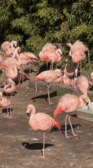 Visitor documents flamingos, hippos, emus at Buenos Aires Zoo