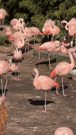 Visitor documents flamingos, hippos, emus at Buenos Aires Zoo