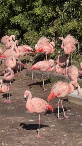Visitor documents flamingos, hippos, emus at Buenos Aires Zoo