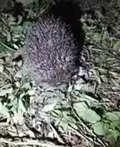 This is a close-up, low-resolution video of a hedgehog on the ground. The hedgehog is mostly obscured by its spines, but its snout is visible. The ground is covered in leaves and grass. The lighting suggests it is nighttime or dusk.