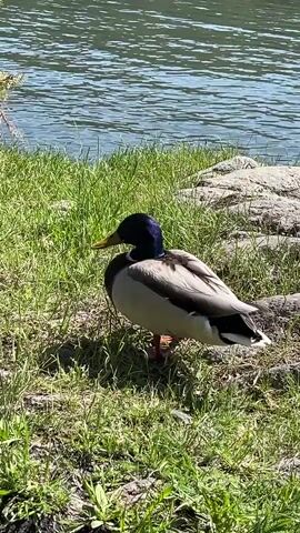 A single mallard duck is the central subject of this video, seen walking on a sunlit, grassy bank next to a body of water. The duck, a male, is identifiable by its distinctive iridescent green head, white neck ring, a grayish-white body, and black tail feathers. Its orange webbed feet are visible as it ambles through the vibrant green grass, occasionally lowering its head to peck at the ground, suggesting it is foraging for food.

The setting appears to be a tranquil lakeside or riverside environment in Слизнево, Russia. The water, which occupies the upper portion of the frame, is calm with gentle ripples and reflects the bright sky, indicating clear and sunny weather. A small, sparse tree or bush is visible near the water's edge on the left, adding to the natural landscape. Some rocks are partially visible on the right side of the grassy bank. The time of day is clearly daylight, likely morning or afternoon, given the bright illumination and visible shadows. The duck moves calmly and appears undisturbed in its natural habitat. There are no other visible subjects, objects, or text in the video.