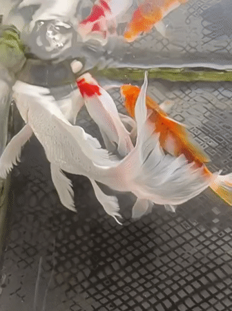 Mesjid Reuntoh, Indonesia