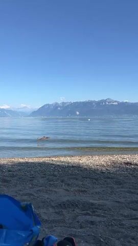 A serene lake scene unfolds under a clear blue sky. Gentle waves lap against a pebbled shore in the foreground. In the middle distance, a white swan glides gracefully across the water. Beyond the lake, a majestic mountain range stretches across the horizon, its peaks partially obscured by a light haze. The overall impression is one of tranquility and natural beauty.