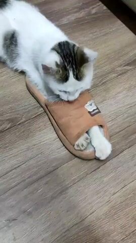 A white and gray cat is lying on a wooden floor next to and partially inside a brown slipper. The cat's head is partially tucked inside the slipper, and one of its paws is sticking out. The cat is looking at the slipper, and the video shows it moving its head around.