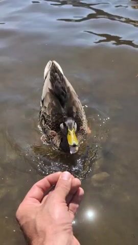 A person's hand is visible in the lower left corner of the frame, reaching into a body of water. A duck is swimming in the water, with its head turned towards the hand. The water is clear, with sunlight reflecting off the surface and illuminating the rocky bottom. Another duck is visible in the background, also swimming in the water. The scene appears to be a natural outdoor environment.