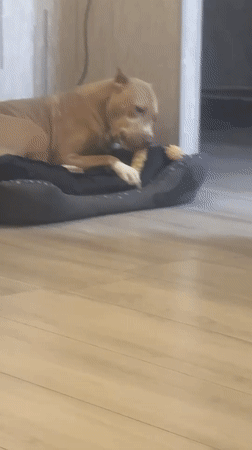 Pit bull chews toy on a dog bed in Metsamor