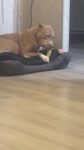Pit bull chews toy on a dog bed in Metsamor
