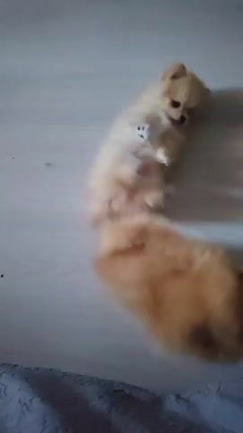 The video shows two small, fluffy, light brown Pomeranian puppies playing. The first puppy is visible on the left side of the screen, appearing to be on its back. The second puppy is to the right, interacting with the first. The puppies are on a light-colored, possibly wooden or laminate floor. In the background, there is a dark blue or gray blanket or fabric in the lower part of the frame, and a blurred section of what looks like a dog cage or playpen with some colorful objects or toys. The lighting is dim, and the video is shaky, suggesting it was filmed handheld. The puppies are mostly in focus, though their fast movements create motion blur.