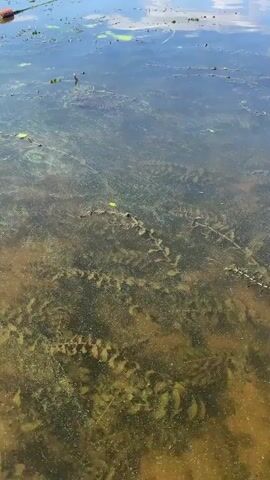 The video shows a close-up view of the surface of a body of water, likely a pond or lake. The water is somewhat murky, with visible submerged aquatic plants and debris. Sunlight reflects off the surface, creating a shimmering effect. In the distance, clouds are visible in the blue sky, also reflected on the water. The camera angle is from above, looking down into the water. No people or animals are clearly visible.