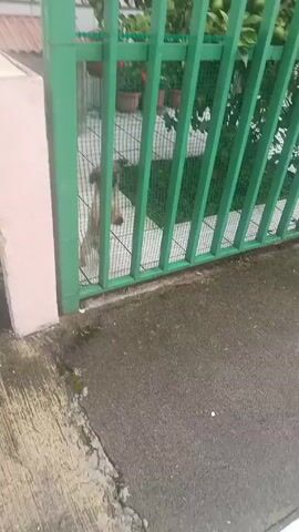 The camera zooms in on a small, brown, long-haired dog barking behind a green fence. The fence has vertical metal bars and is covered with square mesh wire. Behind the fence is a tiled patio with green plants and potted red flowers. The ground in front of the fence is damp pavement. The dog is standing on its hind legs, bracing against the fence as it barks.