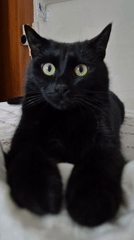 Black cat goes about its morning in a Pushkino home