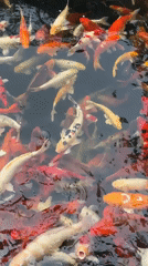 Colorful koi school dense in a Pattaya pond
