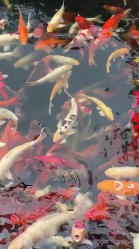 Colorful koi school dense in a Pattaya pond